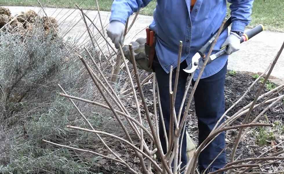 Annual pruning of Limelight Hydrangeas with garden shears to remove old stems and encourage healthy growth.