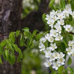 Close-up of Bradford Pear branches with white spring blossoms and fresh green leaves beside the tree trunk.
