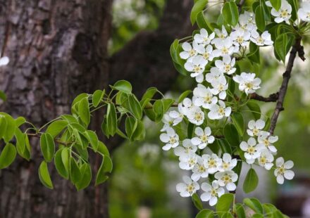 Close-up of Bradford Pear branches with white spring blossoms and fresh green leaves beside the tree trunk.