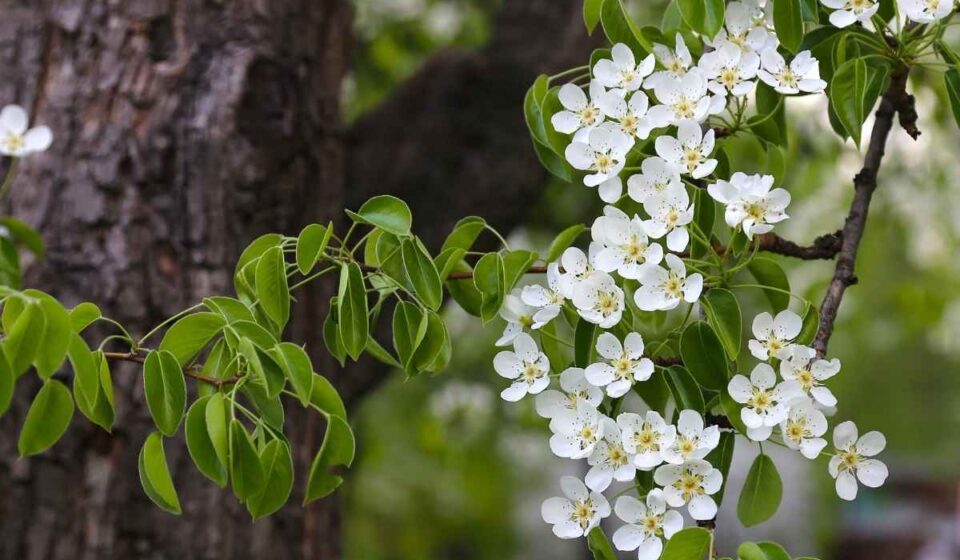 Close-up of Bradford Pear branches with white spring blossoms and fresh green leaves beside the tree trunk.