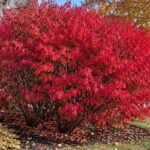 Burning Bush shrubs in pots with bright red fall foliage at a nursery.