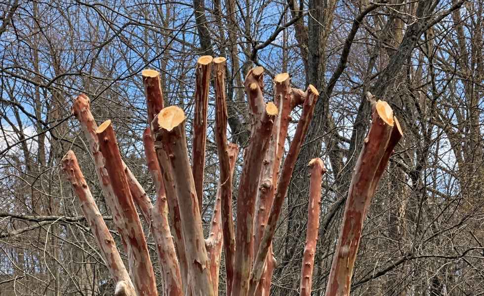 Heavily pruned Crape Myrtle with multiple large branch cuts.