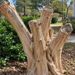 Heavily pruned Crape Myrtle with several large cut branches.