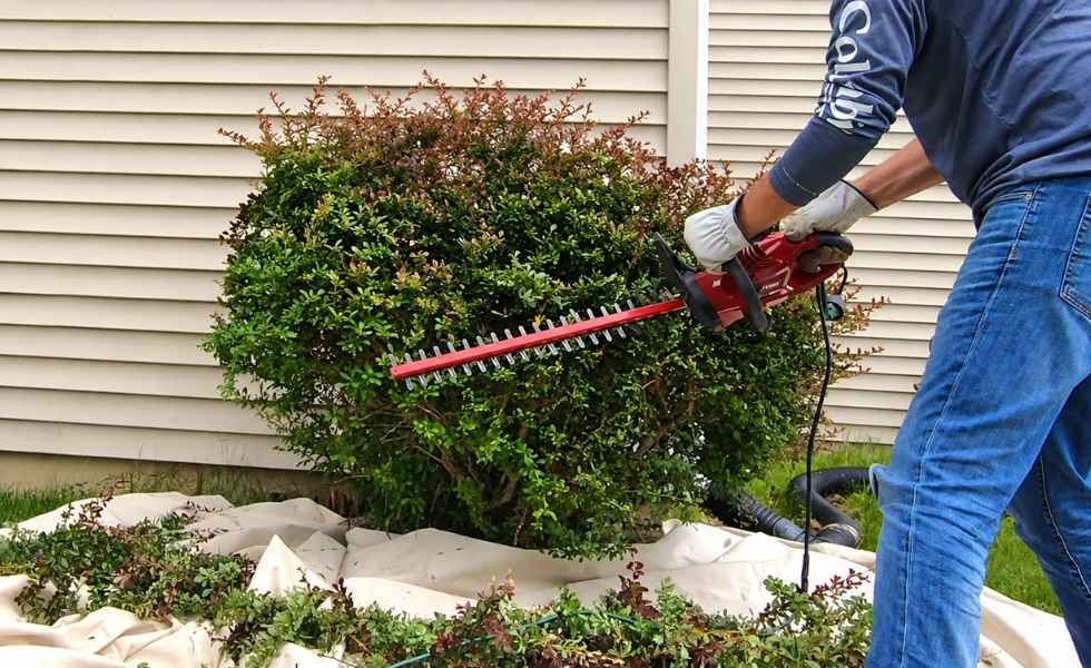 A man trims a large shrub beside a house with an electric hedge trimmer.