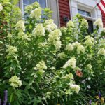 Limelight Hydrangeas blooming with large creamy white flower clusters in front of a red suburban home.