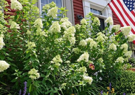 Limelight Hydrangeas blooming with large creamy white flower clusters in front of a red suburban home.