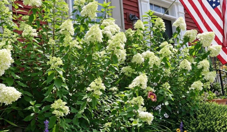 Limelight Hydrangeas blooming with large creamy white flower clusters in front of a red suburban home.