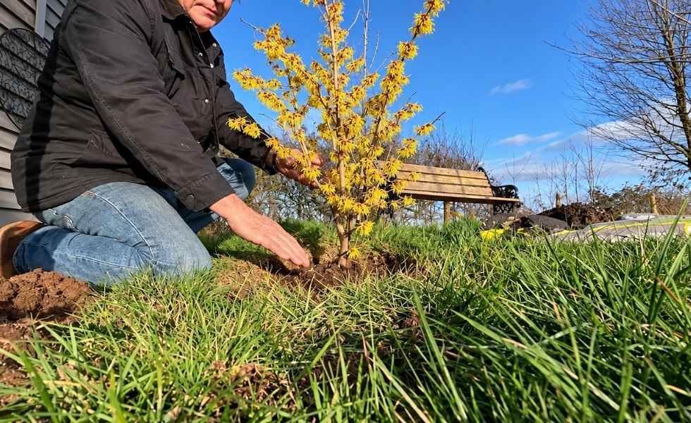 Person plants a flowering Witch Hazel shrub in a sunny garden.