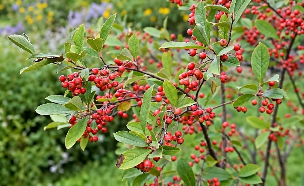 Red Chokeberry branches covered with clusters of bright red berries.