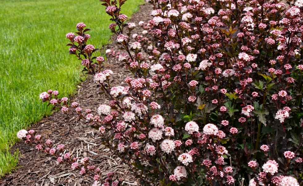 Tiny Wine ninebark with dark burgundy foliage and clusters of pale pink flowers.