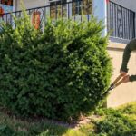 Man trims a large evergreen shrub beside a suburban house.