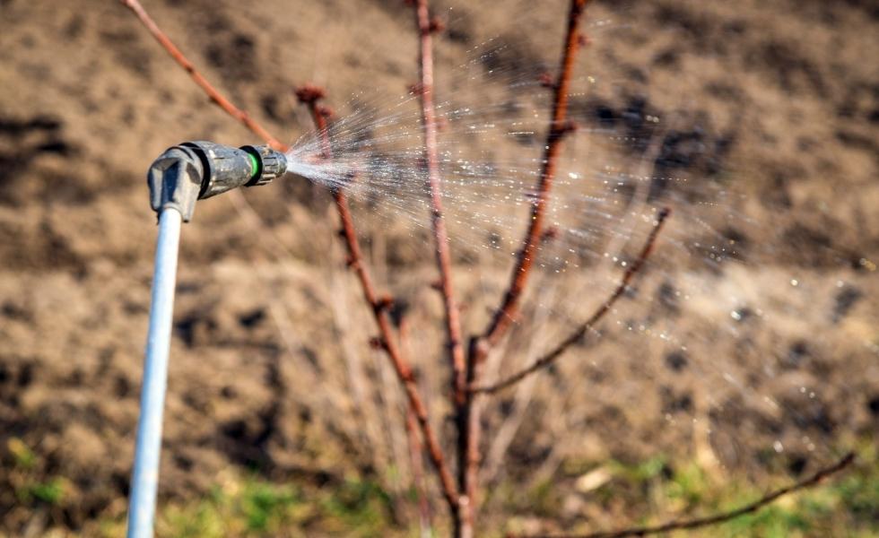A garden hose spraying water onto the bare branches of a shrub in early spring.