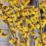 Witch Hazel branches covered with bright yellow winter flowers.