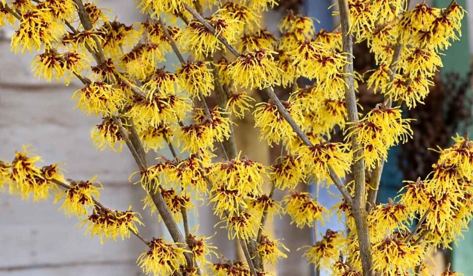 Witch Hazel branches covered with bright yellow winter flowers.