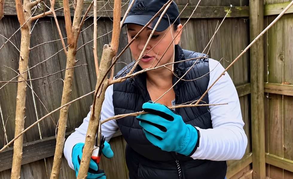 Woman pruning small branches from a Crape Myrtle tree.