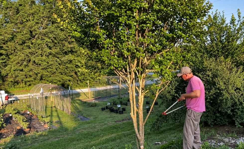 Man pruning a Crape Myrtle tree with long-handled loppers.