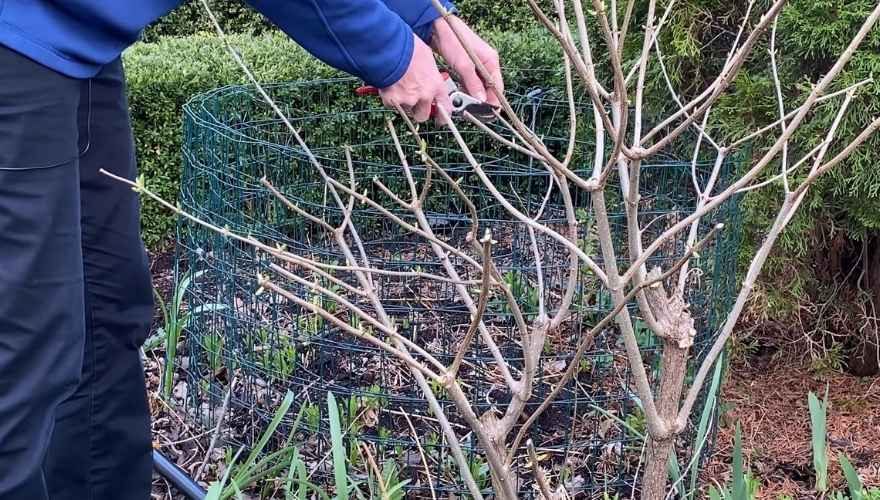 Gardener pruning bare Limelight hydrangea branches with hand shears in early spring.