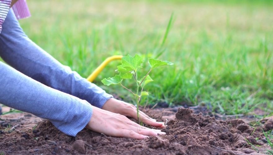 Person gently pressing soil around a newly planted tree sapling in a grassy yard, helping establish its roots during fall planting.