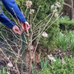 Gardener pruning a Limelight hydrangea shrub with hand pruners in early spring.