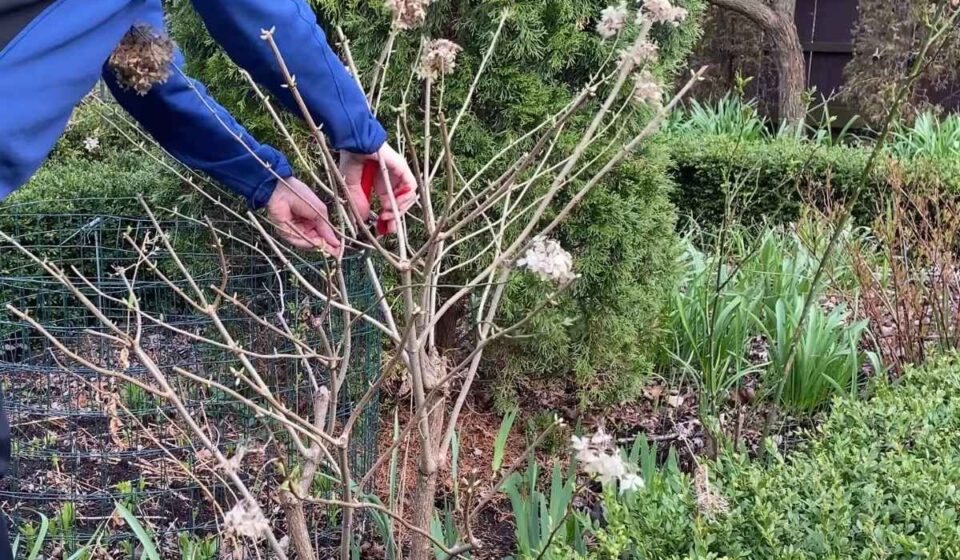 Gardener pruning a Limelight hydrangea shrub with hand pruners in early spring.