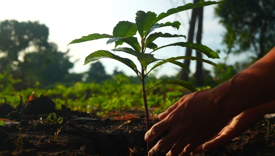 Hands gently pressing soil around a young tree sapling in a garden, illustrating the process of planting trees and establishing healthy roots.