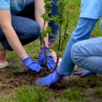 Two people wearing gardening gloves planting a young tree together, carefully covering its roots with soil in a grassy yard.