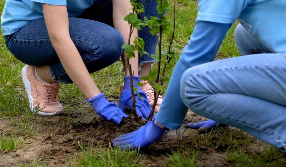 Two people wearing gardening gloves planting a young tree together, carefully covering its roots with soil in a grassy yard.