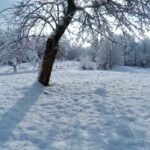 Snow-covered trees and ground in a quiet winter landscape.