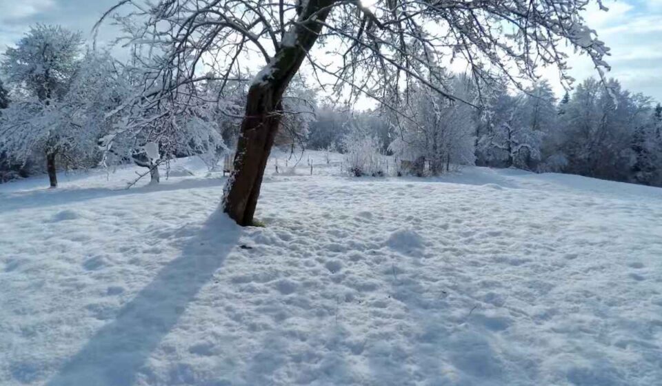 Snow-covered trees and ground in a quiet winter landscape.