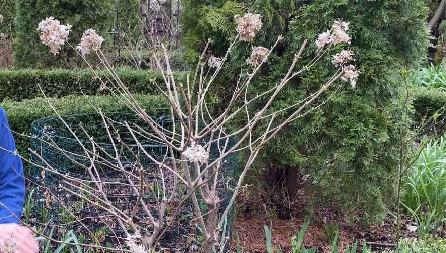 Limelight hydrangea with dried flower heads remaining on bare branches in the garden.