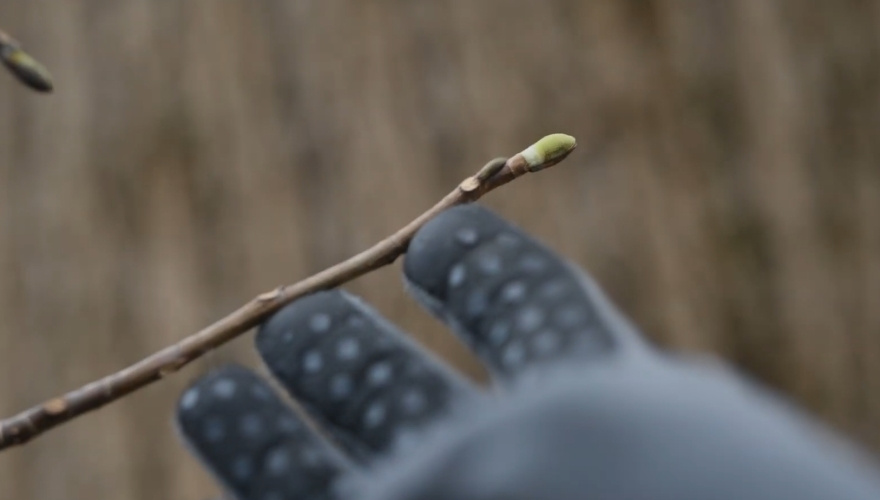 Close-up of a healthy winter bud on a bare tree branch.